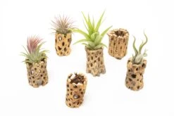 Natural Cholla Wood Container - 3 Inches Tall With Assorted Tillandsia Air Plants -Air Plant World Tillandsia Air Plant Cholla Wood 7 7256bacc 6ddb 4eec 9693 6eade2926a55
