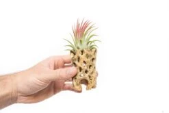 Natural Cholla Wood Container - 3 Inches Tall With Assorted Tillandsia Air Plants -Air Plant World Tillandsia Air Plant Cholla Wood Container 6 69d8a395 31d1 4a4d b77f 2479fd03a1d6