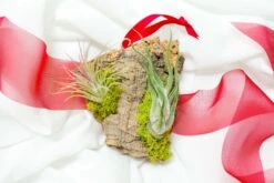 Fully Assembled Holiday Air Plant Cork Bark Displays With Red Ribbon - Small