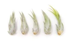 Tillandsia Circinata 'Paucifolia' Air Plants - Set Of 10 Or 20 - 60% Off -Air Plant World Tillandsia Air Plant Circinata 1 cf3eaed8 b730 4ef2 8f38 8c6bd8e0e052 1