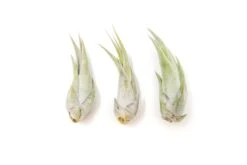 SALE - Tillandsia Circinata 'Paucifolia' Air Plants - Set Of 10 Or 20 - 60% Off -Air Plant World Tillandsia Air Plant Circinata 2 41b2f552 785b 4e03 ac87 57be5bba8742