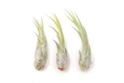 Large Tillandsia Circinata Air Plants / 5-8 Inch Plants -Air Plant World Tillandsia Air Plant Circinata Large 2