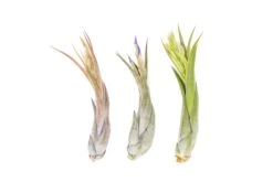 Air Plant World -Air Plant World Tillandsia Air Plant Circinata Paucifolia Blooming Blushing Spike 1