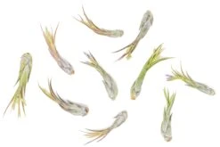Tillandsia Circinata 'Paucifolia' Air Plants - Set Of 10 Or 20 - 60% Off