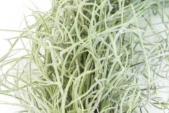 Colombia Thick Spanish Moss - Tillandsia Usneoides - Large Clumps - Sets Of 1, 3 Or 5 -Air Plant World Tillandsia Air Plant Colombia Thick Spanish Moss 1