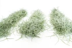 SALE - Tillandsia Colombia Thick Spanish Moss - Large Clumps - Set Of 3 Or 6 Strands - 30% Off -Air Plant World Tillandsia Air Plant Colombia Thick Spanish Moss 10 61cbf32f a622 45e6 9d56 cc72f8ca55fd 1