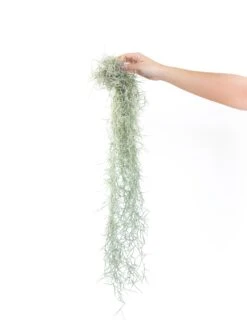 Colombia Thick Spanish Moss - Tillandsia Usneoides - Large Clumps - Sets Of 1, 3 Or 5 -Air Plant World Tillandsia Air Plant Colombia Thick Spanish Moss 12