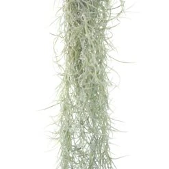 Colombia Thick Spanish Moss - Tillandsia Usneoides - Large Clumps - Sets Of 1, 3 Or 5 -Air Plant World Tillandsia Air Plant Colombia Thick Spanish Moss 14