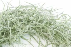 SALE - Tillandsia Colombia Thick Spanish Moss - Large Clumps - Set Of 3 Or 6 Strands - 30% Off -Air Plant World Tillandsia Air Plant Colombia Thick Spanish Moss 2 3a978ea4 9913 45e3 a603 91f2fb367dcf 1