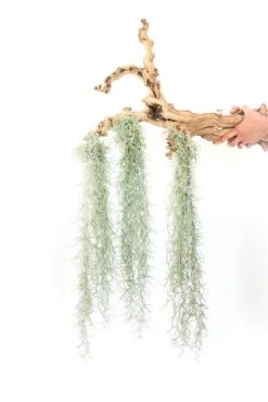 Colombia Thick Spanish Moss - Tillandsia Usneoides - Large Clumps - Sets Of 1, 3 Or 5 -Air Plant World Tillandsia Air Plant Colombia Thick Spanish Moss 4 1