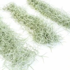 SALE - Tillandsia Colombia Thick Spanish Moss - Large Clumps - Set Of 3 Or 6 Strands - 30% Off -Air Plant World Tillandsia Air Plant Colombia Thick Spanish Moss 9 678ebf4c 3f6b 4557 8d27 f4d3a152d853 1