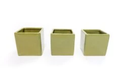 Avocado Green Ceramic Cube Container With Custom Tillandsia Air Plant -Air Plant World Tillandsia Air Plant Color Cube
