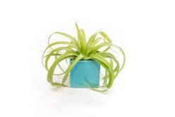 Sky Blue Ceramic Cube Container With Custom Tillandsia Air Plant 9 Sky Blue Ceramic Cube Container With Custom Tillandsia Air Plant -Air Plant World Tillandsia Air Plant Color Cube 51 1