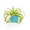 Sky Blue Ceramic Cube Container With Assorted Large Tillandsia Air Plant