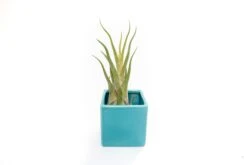 Ceramic Cube Container - Choose Your Custom Color And Tillandsia Air Plant -Air Plant World Tillandsia Air Plant Color Cube 52