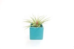 Sky Blue Ceramic Cube Container With Custom Tillandsia Air Plant 12 Sky Blue Ceramic Cube Container With Custom Tillandsia Air Plant -Air Plant World Tillandsia Air Plant Color Cube 53 2