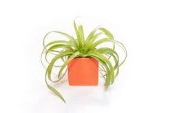 Naranja Orange Ceramic Cube Container With Custom Tillandsia Air Plant 10 Naranja Orange Ceramic Cube Container With Custom Tillandsia Air Plant -Air Plant World Tillandsia Air Plant Color Cube 59 1 93b835a2 157b 4a65 acdf d4c032e4a491