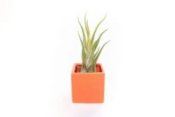Naranja Orange Ceramic Cube Container With Custom Tillandsia Air Plant 11 Naranja Orange Ceramic Cube Container With Custom Tillandsia Air Plant -Air Plant World Tillandsia Air Plant Color Cube 60 2 110043f1 baf9 4bcb bf22 4bfa877b9803