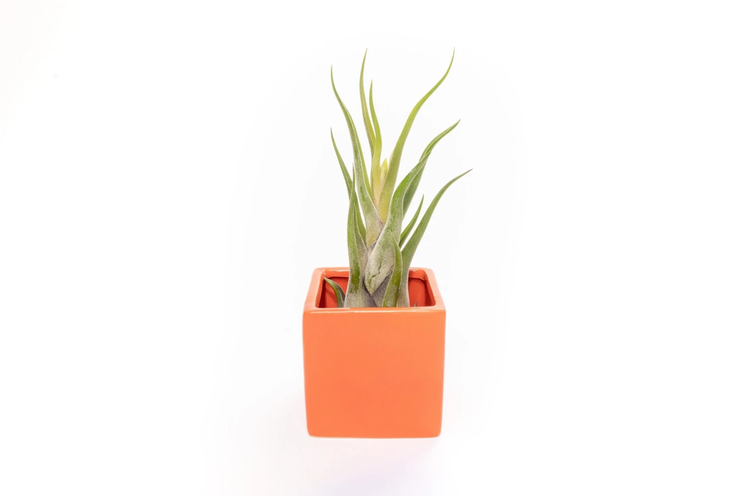 Naranja Orange Ceramic Cube Container With Custom Tillandsia Air Plant 5 Naranja Orange Ceramic Cube Container With Custom Tillandsia Air Plant - Image 5