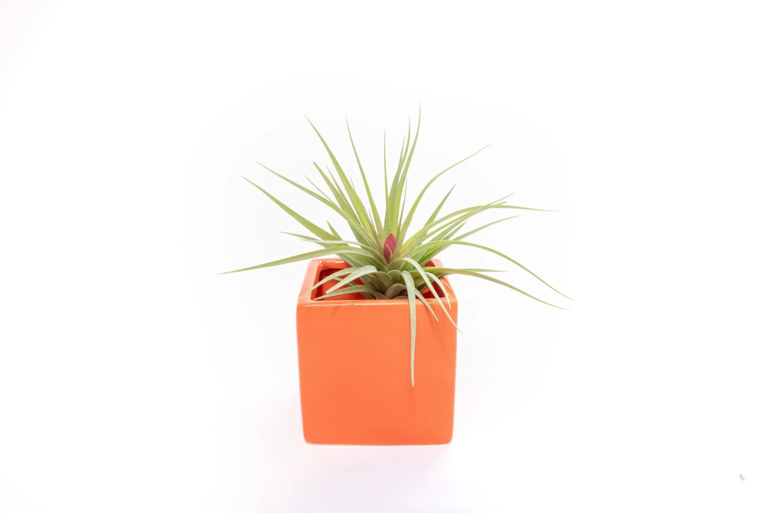 Naranja Orange Ceramic Cube Container With Custom Tillandsia Air Plant 2 Naranja Orange Ceramic Cube Container With Custom Tillandsia Air Plant - Image 2