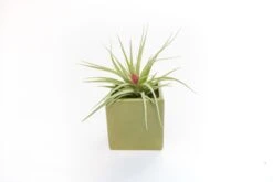 Avocado Green Ceramic Cube Container With Custom Tillandsia Air Plant -Air Plant World Tillandsia Air Plant Color Cube 65