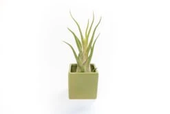 Avocado Green Ceramic Cube Container With Assorted Large Tillandsia Air Plant -Air Plant World Tillandsia Air Plant Color Cube 66 66915140 9319 48e4 9241 d47e7b6922c6