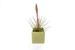 Avocado Green Ceramic Cube Container With Custom Tillandsia Air Plant -Air Plant World Tillandsia Air Plant Color Cube 68