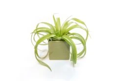 Avocado Green Ceramic Cube Container With Custom Tillandsia Air Plant -Air Plant World Tillandsia Air Plant Color Cube 70