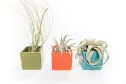 Set Of 3 Ceramic Cube Containers With Custom Tillandsia Air Plants / Avocado Green + Sky Blue + Naranja Orange -Air Plant World Tillandsia Air Plant Color Cube 72