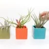 Set Of 3 Ceramic Cube Containers With Custom Tillandsia Air Plants / Avocado Green + Sky Blue + Naranja Orange