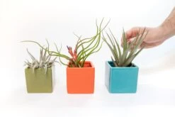 Set Of 3 Ceramic Cube Containers With Custom Tillandsia Air Plants / Avocado Green + Sky Blue + Naranja Orange