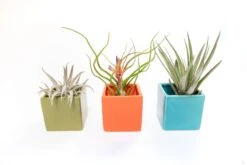 Ceramic Cube Container - Choose Your Color -Air Plant World Tillandsia Air Plant Color Cube 74