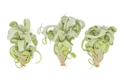 Tillandsia Curly Slim (T. Intermedia X T. Streptophylla) Air Plant -Air Plant World Tillandsia Air Plant Curly Slim 1