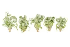 Tillandsia Curly Slim (T. Intermedia X T. Streptophylla) Air Plant -Air Plant World Tillandsia Air Plant Curly Slim 2