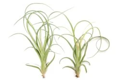 Tillandsia Curly Slim (T. Intermedia X T. Streptophylla) Air Plant -Air Plant World Tillandsia Air Plant Curly Slim Open XL 4