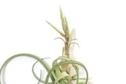 Tillandsia Curly Slim (T. Intermedia X T. Streptophylla) Air Plant -Air Plant World Tillandsia Air Plant Curly Slim Open XL 6
