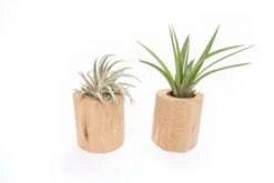 Set Of 2 Large Driftwood Containers With Custom Tillandsia Air Plants -Air Plant World Tillandsia Air Plant Driftwood Container 12 51191ce1 54d9 4bb2 81c5 becf7a35a46f