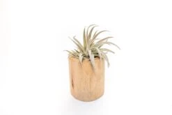 Large Driftwood Container - Choose Your Custom Tillandsia Air Plant -Air Plant World Tillandsia Air Plant Driftwood Container 13