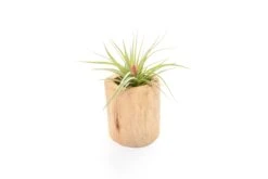Large Driftwood Container - Choose Your Custom Tillandsia Air Plant -Air Plant World Tillandsia Air Plant Driftwood Container 15
