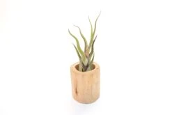 Large Driftwood Container - Choose Your Custom Tillandsia Air Plant -Air Plant World Tillandsia Air Plant Driftwood Container 18