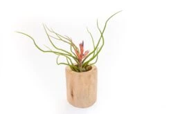 Large Driftwood Container - Choose Your Custom Tillandsia Air Plant -Air Plant World Tillandsia Air Plant Driftwood Container 19