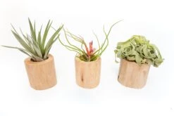 Driftwood Tillandsia Air Plant Or Succulent Container -Air Plant World Tillandsia Air Plant Driftwood Container 4