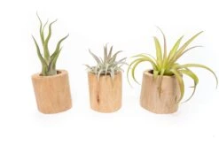 Driftwood Tillandsia Air Plant Or Succulent Container -Air Plant World Tillandsia Air Plant Driftwood Container 5