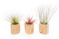 Set Of 3 Large Driftwood Containers With Custom Tillandsia Air Plants -Air Plant World Tillandsia Air Plant Driftwood Container 8