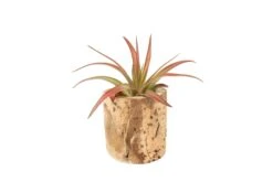 Small Driftwood Container - Choose Your Custom Tillandsia Air Plant -Air Plant World Tillandsia Air Plant Driftwood Container Display 11