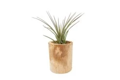 Small Driftwood Container - Choose Your Custom Tillandsia Air Plant -Air Plant World Tillandsia Air Plant Driftwood Container Display 14