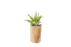 Small Driftwood Container - Choose Your Custom Tillandsia Air Plant -Air Plant World Tillandsia Air Plant Driftwood Container Display 15