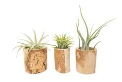 Driftwood Tillandsia Air Plant Or Succulent Container -Air Plant World Tillandsia Air Plant Driftwood Container Display 20 2d4a2295 0c0f 4946 b5d7 56ae50a8bd63