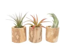Driftwood Tillandsia Air Plant Or Succulent Container -Air Plant World Tillandsia Air Plant Driftwood Container Display 21 6740c06a 98dc 4bc3 8ed2 cd8ef801197d