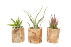 3 Small Driftwood Containers With 3 Assorted Tillandsia Air Plants 9 3 Small Driftwood Containers With 3 Assorted Tillandsia Air Plants -Air Plant World Tillandsia Air Plant Driftwood Container Display 22
